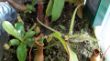 Adelaea alata ampullaria pinguicula Blattsteckling.JPG