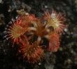 drosera spatulata MOI.jpg