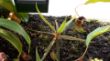 Tropenterrarium drosera adelae