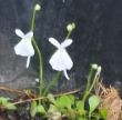 Utricularia sandersonii 15.05.2011