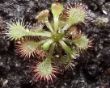 Drosera Spatulata 15.05.2011