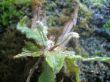 Drosera adelaea