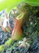 Flügelleisten an Nepenthes x ventrata `11 142.JPG