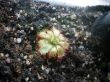 Drosera admirabilis small formeltow Juli `11 267.JPG