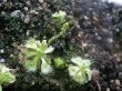 Drosera burmanii www.venus-fliegenfalle.de