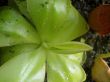 Pinguicula moranensis