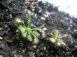 Drosera intermedia "Big Audrey" Juli `11 