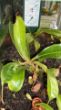 Nepenthes x hookeriana