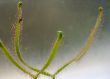 Drosera Binata!.JPG