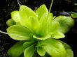 Pinguicula Weser im Terrarium