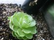 Pinguicula jaumavensis Juli 2011.JPG