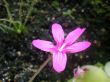 Carnivoren und Natur Teltow Juli `11 OT Blüte Moranensis rosa.jpg