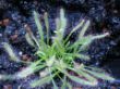 Drosera Alba Balkon.jpg