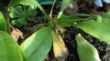 Blattschaden Nepenthes bicalcarata februar 2012.JPG