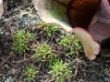 20.03.2012 Drosera filiformis.JPG