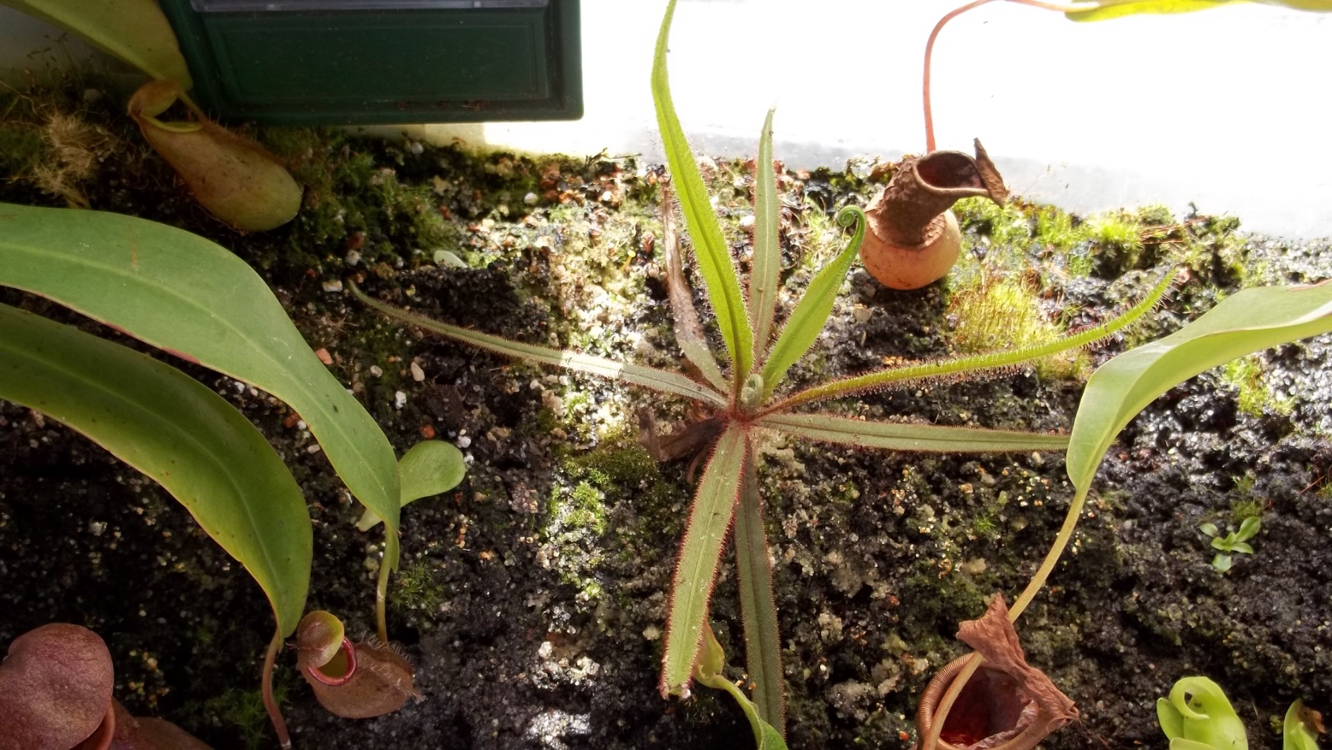 Drosera_Adelaea_von_oben.JPG