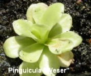 www.venus-fliegenfalle.de Pinguicula Weser www.venus-fliegenfalle.de Pinguicula Weser
