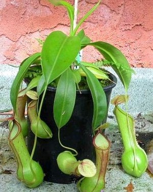 Nepenthes alata www.venus-fliegenfalle.de Nepenthes alata www.venus-fliegenfalle.de