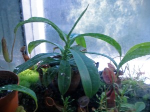 Nepenthes alata venusfliegenfalle.de