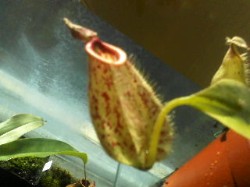 Meine neue OBI Nepenthes Meine neue OBI Nepenthes