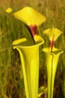 Sarracenia Flava www.venus-fliegenfalle.de