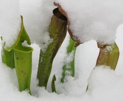 Sarracenia im Schnee