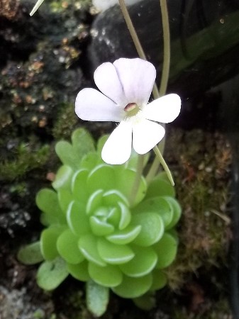 Pinguicula jaumavensis in Blüte 2011