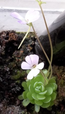 Pinguicula jaumavensis in Blüte mit 6 Kronblättern