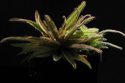 Drosera adelea www.venus-fliegenfalle.de Drosera adelea www.venus-fliegenfalle.de