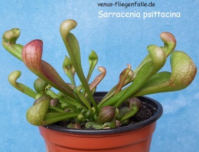 Sarracenia psittacinaclick to enlarge Sarracenia psittacinaclick to enlarge