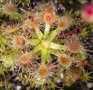 venus-fliegenfalle.de Drosera pulchella