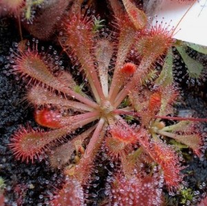 Drosera spatulata venus-fliegenfalle.de Drosera spatulata venus-fliegenfalle.de