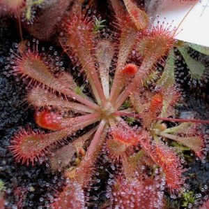 Drosera spatulata venus-fliegenfalle.de