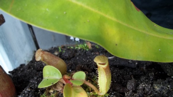 www.venus-fliegenfalle.de Kultur von Nepenthes truncata