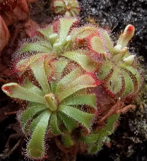 Drosera aliciae www.venus-fliegenfalle.de