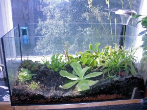 Pinguicula Sethos und moranensis im Offenen Terrarium