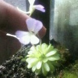 Pinguicula jaumavensis mit fünf Petalen