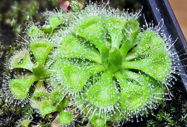 Drosera Burmanii L.Pludra Drosera Burmanii L.Pludra