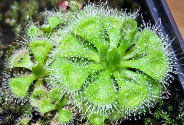 Drosera Burmanii L.Pludra