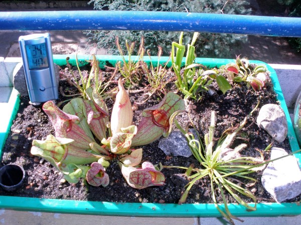 Freilandkultur Dionaea Venusfliegenfalle auf Balkon