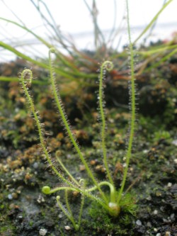 Drosera filiformis www.venus-fliegenfalle.de Drosera filiformis www.venus-fliegenfalle.de
