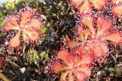 Drosera dielsiana www.venus-fliegenfalle.de Drosera dielsiana www.venus-fliegenfalle.de