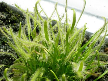 drosera capensis alba www.venus-fliegenfalle.de