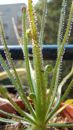 Drosophyllum auf dem Balkon