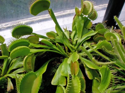 venusfliegenfalle im Sommerterrarium venusfliegenfalle im Sommerterrarium