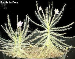Byblis Liniflora www.venus-fliegenfalle.de Byblis Liniflora www.venus-fliegenfalle.de