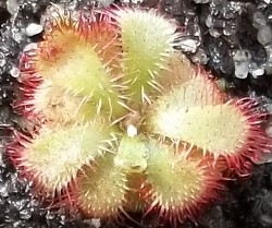 Drosera admirabilis www.venus-fliegenfalle.de Drosera admirabilis www.venus-fliegenfalle.de