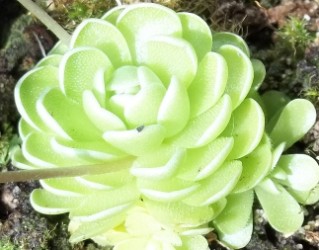 Pinguicula jaumavensis Pinguicula jaumavensis