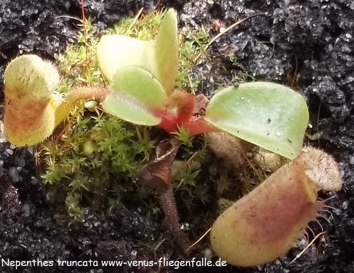 Nepenthes truncata von Thomas Carow Nepenthes truncata von Thomas Carow