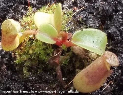 Nepenthes truncata von Thomas Carow